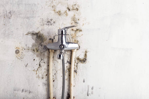 Best Same-Day Mold Removal  in Hernando Beach, FL