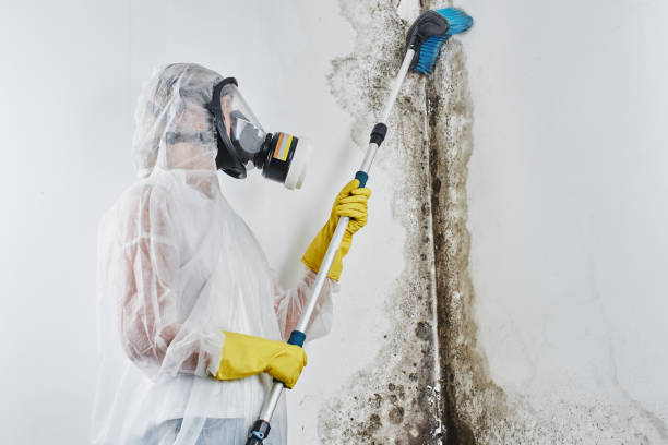 Best Mold Damage Repair  in Hernando Beach, FL