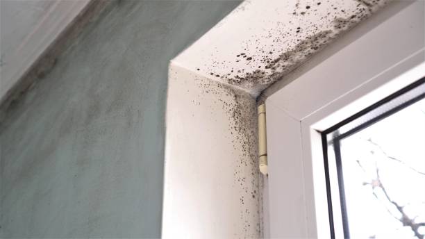 Best Office Mold Removal Services  in Hernando Beach, FL