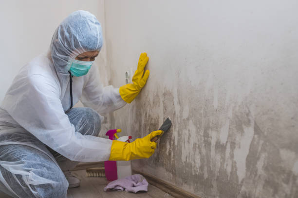 Best Attic Mold Removal  in Hernando Beach, FL