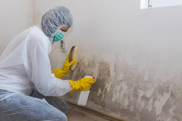Best Commercial Mold Removal  in Hernando Beach, FL