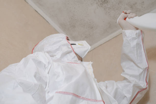 Best Mold Removal Company Near Me  in Hernando Beach, FL