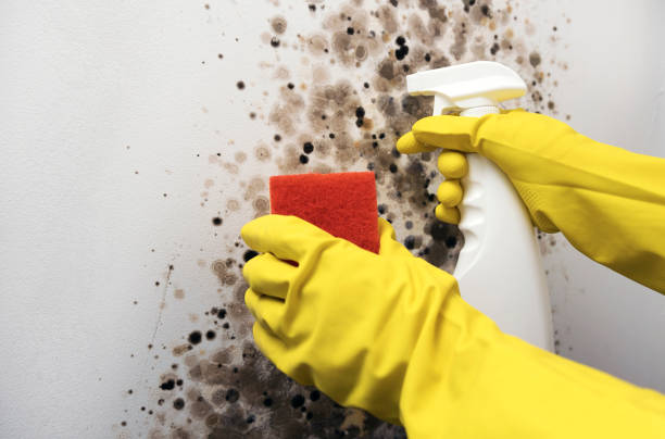 Best Mold Cleaning Services  in Hernando Beach, FL