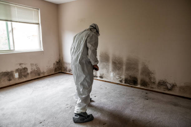 Best Certified Mold Removal  in Hernando Beach, FL