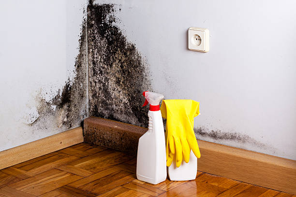 Attic Mold Removal in Hernando Beach, FL