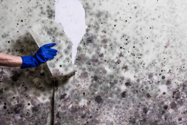Hernando Beach, FL Mold Removal Company